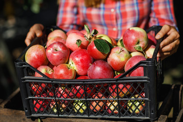 The ripe apples put in a box after harvesting