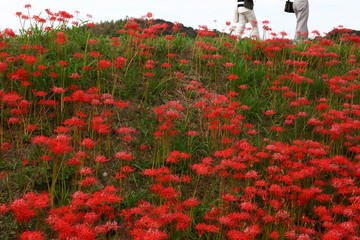 矢勝川の彼岸花