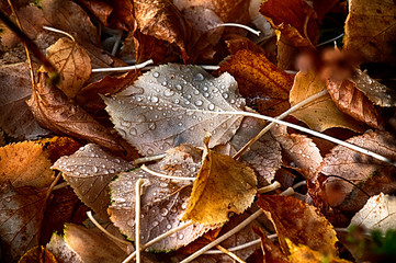 Brown leaves winter