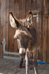 Young donkey outdoors