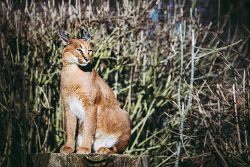 Caracal