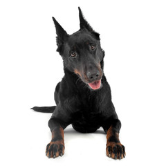 very nice beauceron laying  in a white  studio