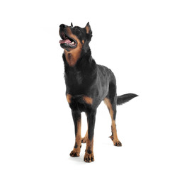 very nice beauceron standing in a white  studio