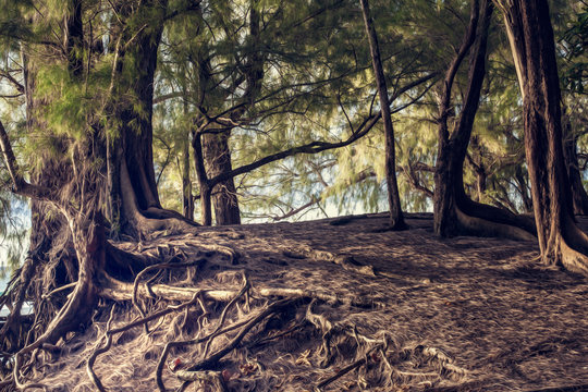 forest view in hawaii lihue kauai
