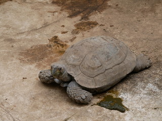 リクガメ　エミスムツアシガメ