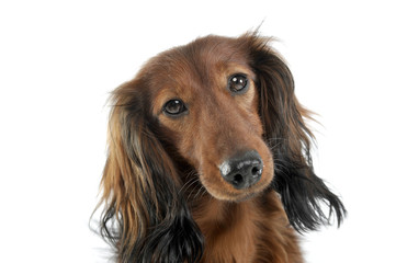 long haired red Dachshund in a white studio