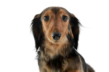 long haired red Dachshund in a white studio