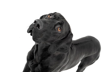 mixed breed ridgebak in a white studio