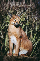 Caracal