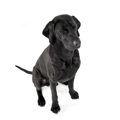 mixed breed ridgebak sitting in a white studio