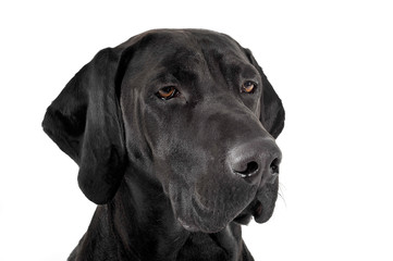 mixed breed ridgebak in a white studio