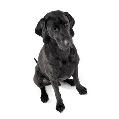 mixed breed ridgebak sitting in a white studio