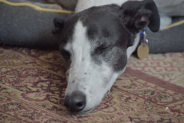 greyhound sleeping