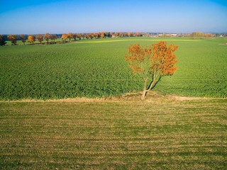 Alone tree on field during autumn season, country road with colorful maple trees in the background, Mazury, Poland