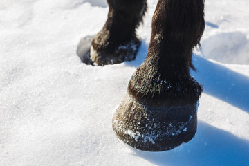 Brown horse's hooves on snow in spring