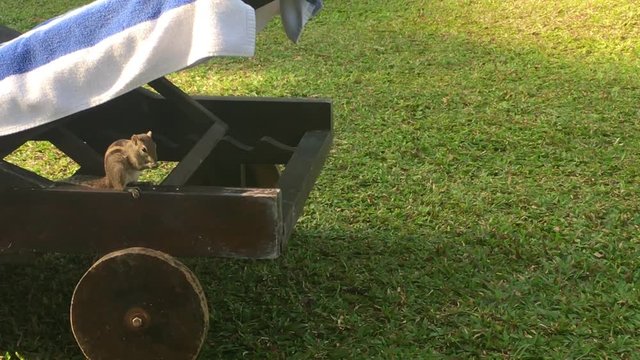 A palm tree squirrel eats a nuts on grass in hotel resort, Galle, Sri Lanka