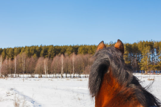 A horse field stands with its back and looks towards the forest.