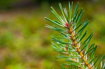 Sprig of pine on a blurred green environment background.