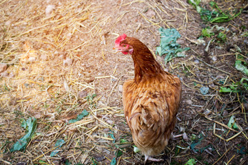 The red chicken is walking on the farm to find food.