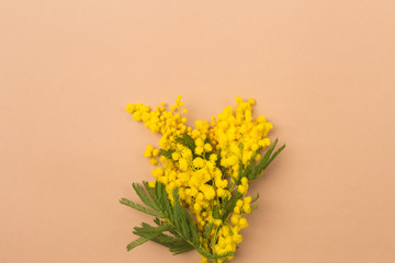 Obraz premium Spring concept. Spring background composition with Mimosa flowers. Mimosa on beige background, concept of spring season. symbol of 8 March, happy women's day. copy space. long banner