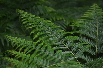 Fototapeta na wymiar woodland leaves