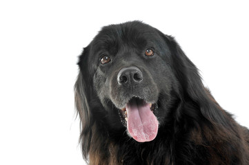 Nice Newpoungland dog portrait in a white photo studio, and tongue out