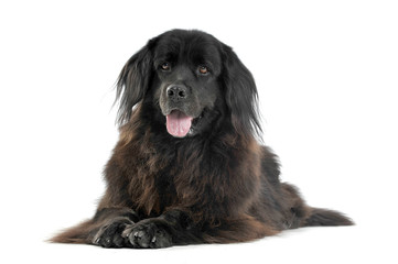Nice Newpoungland dog relaxing in a white photo studio background