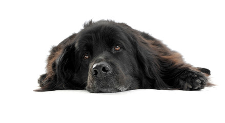 Nice Newpoungland dog relaxing in a white photo studio background