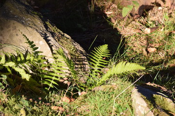 woodland leaves