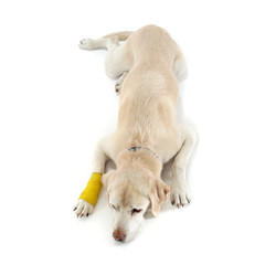 Cute wounded labrador retriever dog lie in a white studio
