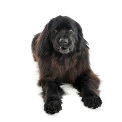 Nice Newpoungland dog relaxing in a white photo studio background