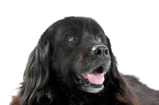 Nice Newpoungland dog portrait in a white photo  studio background looking up