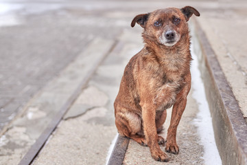 Unhappy stray dog with sad eyes on a city street