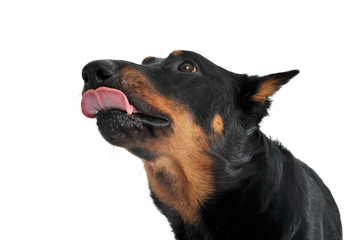 Lovely Beauceron portrait in a white photo studio background, tongue out