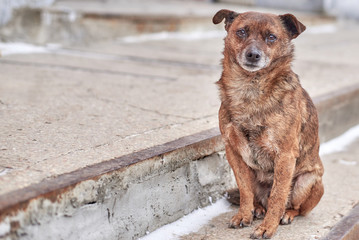 Unhappy stray dog with sad eyes on a city street