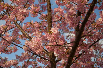 河津桜　花