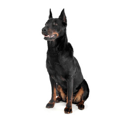 Lovely Beauceron sitting in a white photo studio background