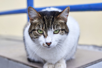 Portrait of arrogant homeless cat on the street