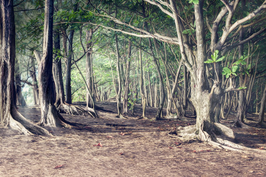 Forest view in Hawaii Lihue Kauai and sunbeams