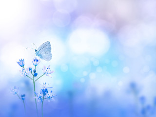 Butterfly and purple flowers blurred background