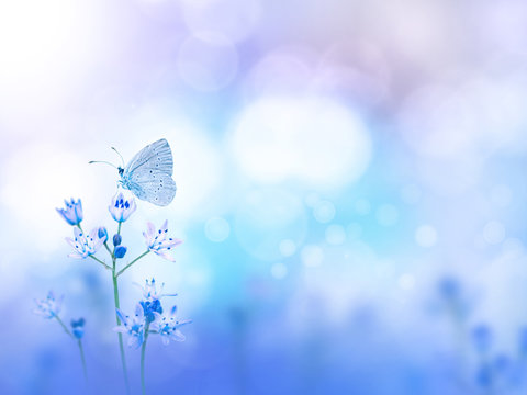 Butterfly And Purple Flowers Blurred Background
