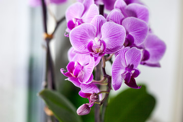 Close-up of pink orchid