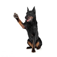 Lovely Beauceron give high five in a white photo studio background