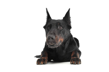 Lovely Beauceron relaxing in a white photo photo studio background