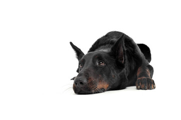 Lovely Beauceron relaxing in a white photo photo studio background