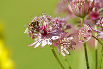 Beautiful and vibrantly colorful Flower Portraits and interesting and unusual gardens.