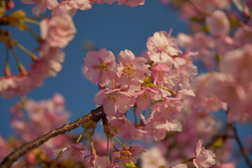 河津桜