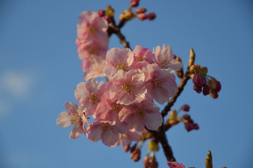 河津桜