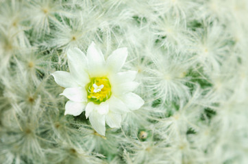 mammillaria lenta cactus with flower.