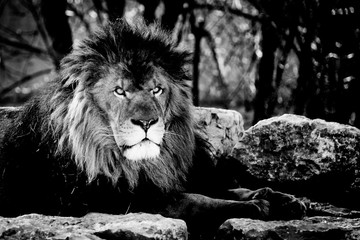 Obraz premium Portrait d'un lion majestueux